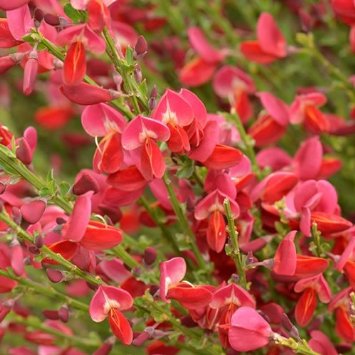 Cytisus (Zanót)